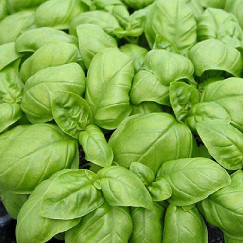 Базилик Эдвина (1г)