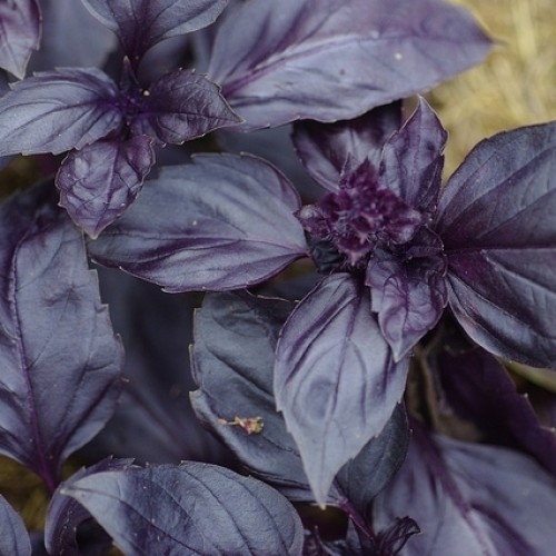 Базилик Роззи(1г)