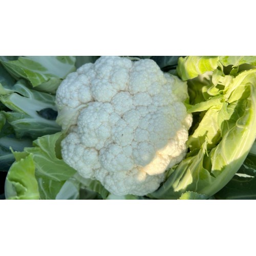 Капуста Цветная Айсрок F1 (24 шт.)