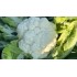 Капуста Цветная Айсрок F1 (24 шт.)