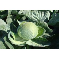 Капуста белокочанная Бригадир F1 (24 шт.)