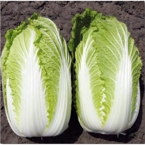 Пекинка Кисеки (24шт.)