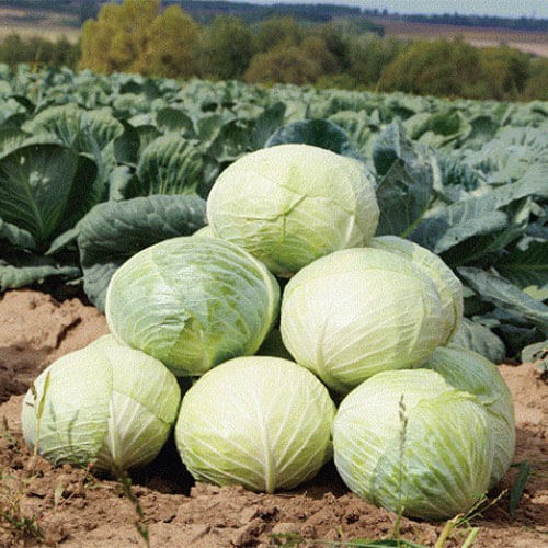 Капуста Ларсия (24шт)