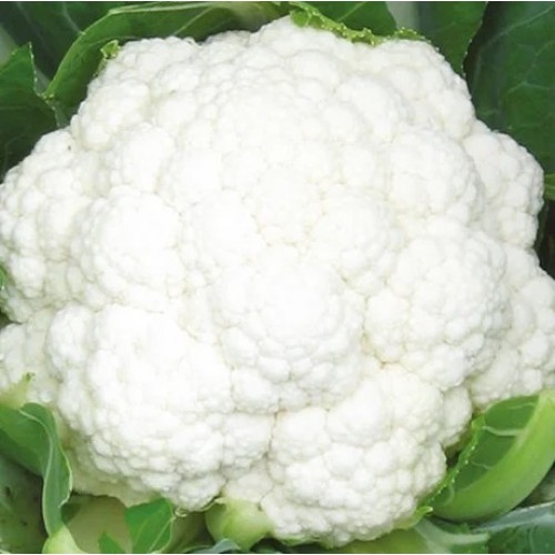 Капуста Цветная Майбах F1 (24 шт.)