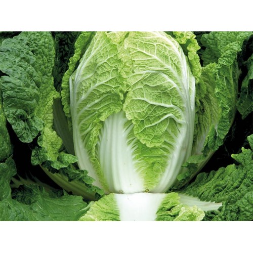 Пекинка Предуро F1 (24 шт.)