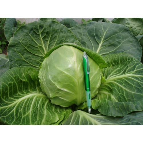 Капуста белокочанная Cир F1 (24 шт.)