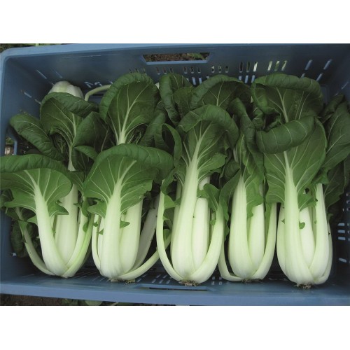 Пак Чой Бопак (24шт.)