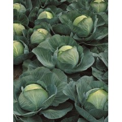 Капуста Атрия (24шт)