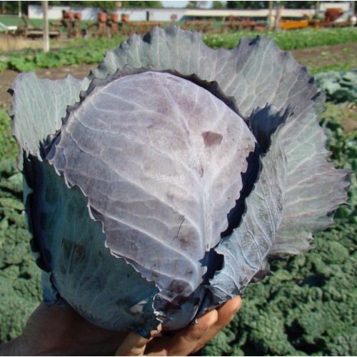 Капуста Красная Редскай F1 (24 шт.)