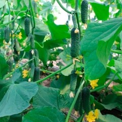 Огурец Ягуар F1 (12 шт.)