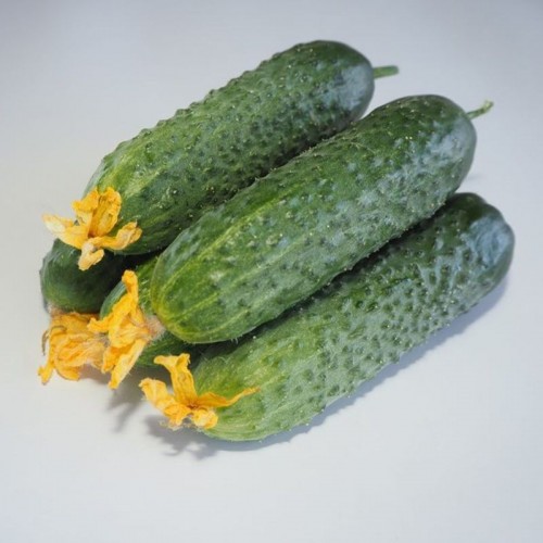 Огурец Мадейра (12шт)