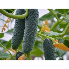 Огурец Пасалимо F1 (12 шт.)