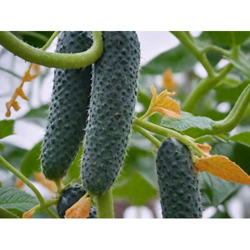 Огурец Пасалимо F1 (12 шт.)