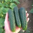 Огурец Тайгер F1 (12 шт.)