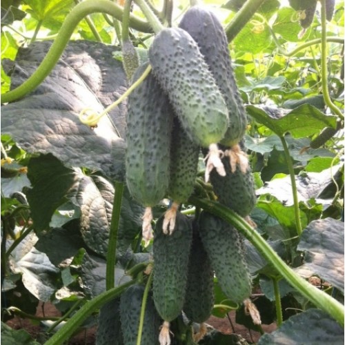 Огурец Бьёрн (12шт)