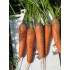 Морковь Боливар F1(600 шт.)(скидка 25% брак по фасовке)