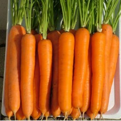 Морковь Лагуна F1 (600шт)(скидка 25% брак по фасовке)