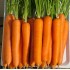 Морковь Лагуна F1 (600шт)