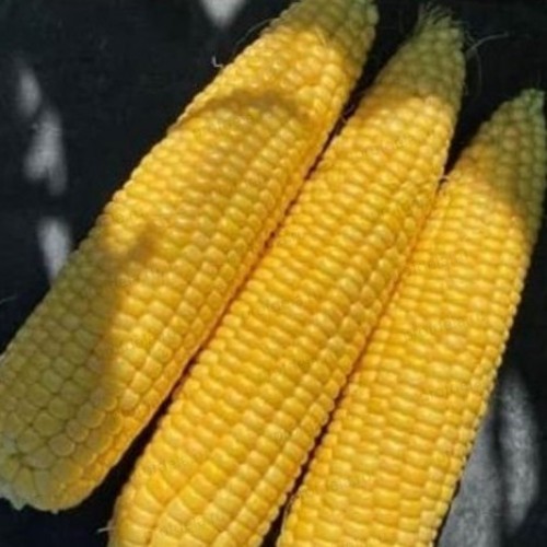 Кукуруза Кетама F1 (24 шт.)