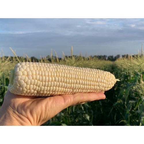 Кукуруза Николь F1 (24 шт.)