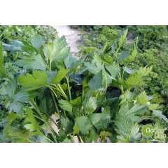 Петрушка Новас F1(3 г)