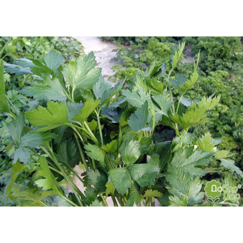 Петрушка Новас F1(3 г)