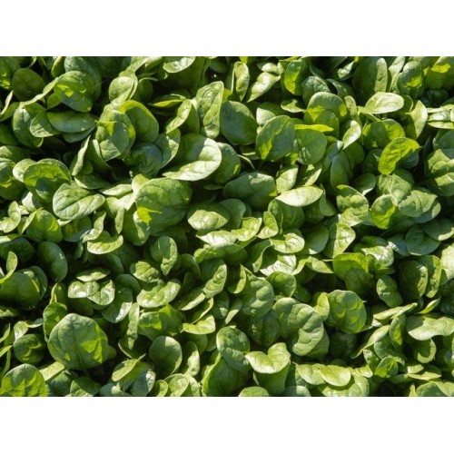 Шпинат Акадия (3г)