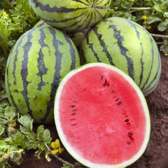 Арбуз Бедуин F1(6 шт.)