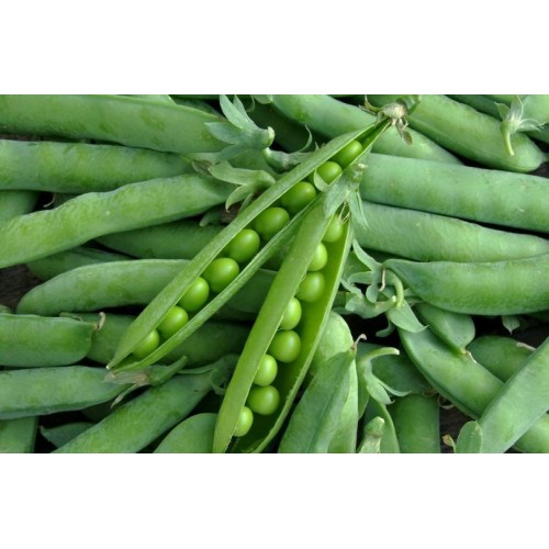 Горох Компана F1 (30г)