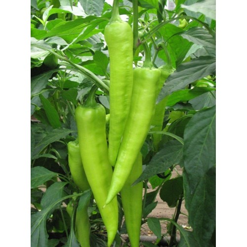 Перец острый Софиан  F1(6 шт.)