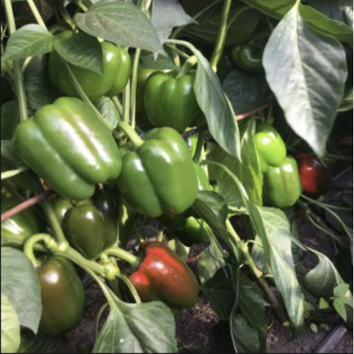 Перец Амарок (12шт)