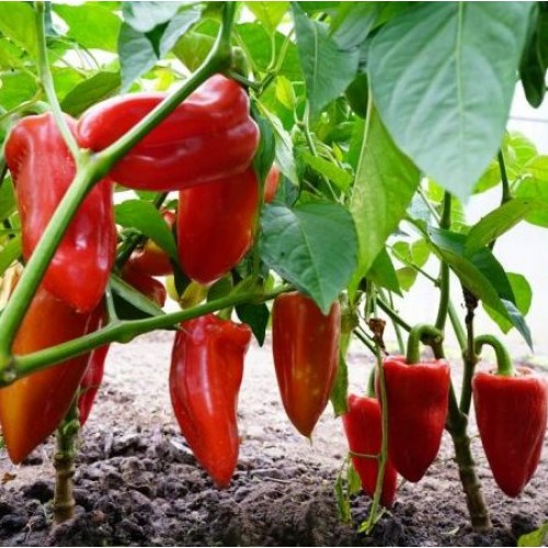 Перец Джипси (12шт)