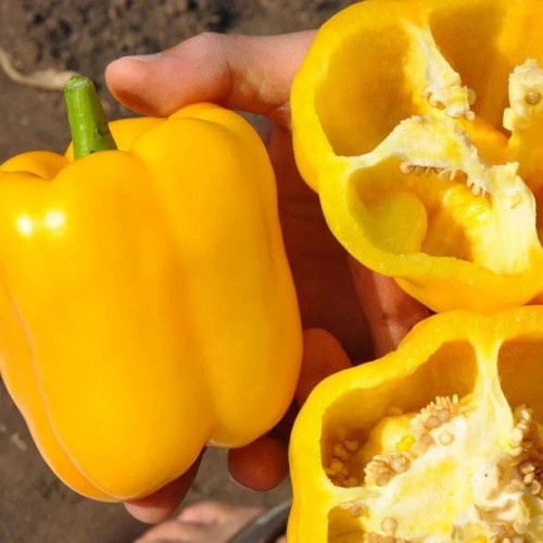 Cпрингбокс F1(12 шт.)