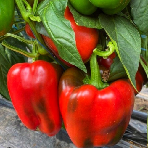 Вангард F1(12 шт.)