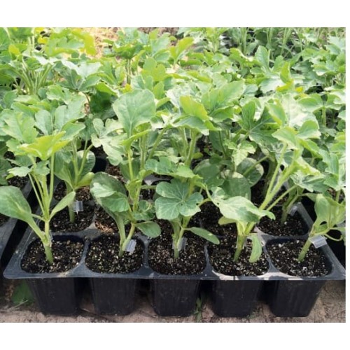 Подвой Кобальт F1 (6 шт.)