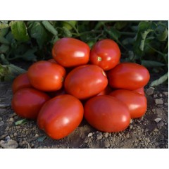 Томат Оливенза F1 (24 шт.)