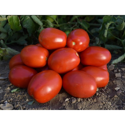 Томат Оливенза F1 (24 шт.)