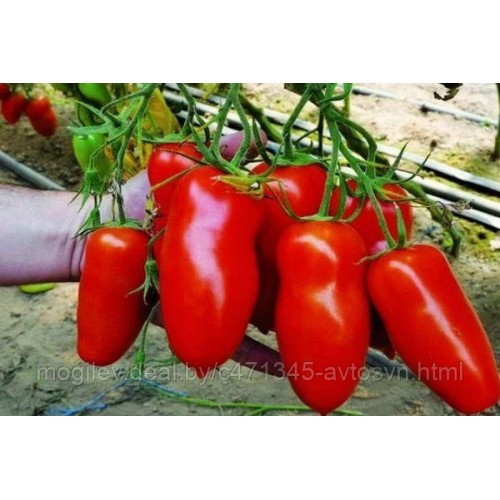 Томат Айдар F1 (6 шт.)
