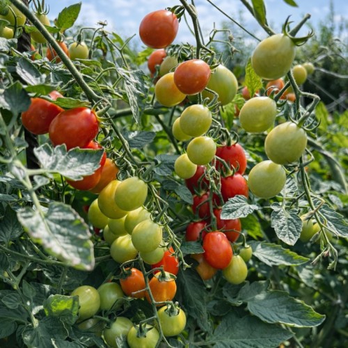 Томат черри Крейзи Черри (6шт)