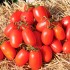 Томат Дино F1(24 шт.)