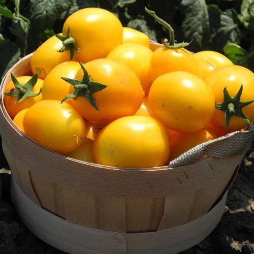 Томат Еллоу Ривер F1 (12 шт.)