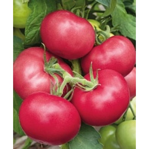 Томат Пинк Гарант F1 (6 шт.)
