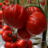 Томат Сарра F1(6 шт.)