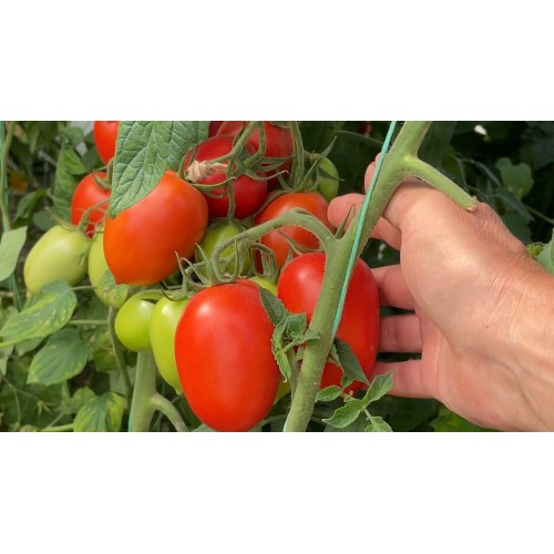 Томат Колибри F1(6 шт.)