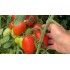 Томат Колибри F1(6 шт.)