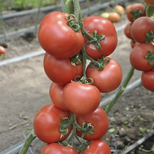 Томат Пинк джаз F1(6 шт.)