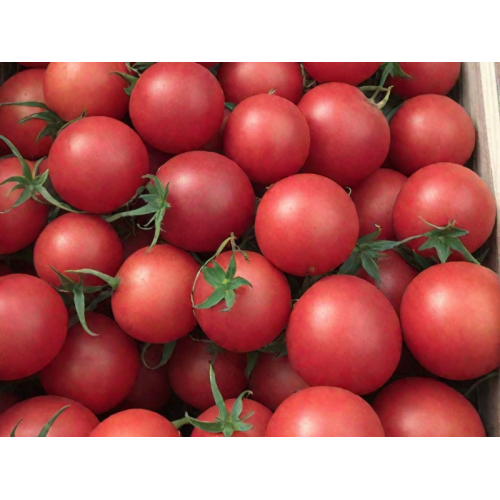 Томат Толстой F1(24 шт.)