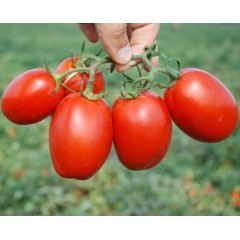 Томат Пьетра Росса F1(24 шт.)