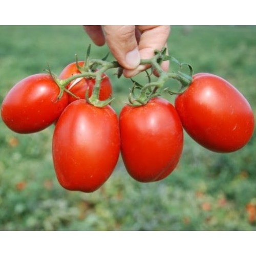 Томат Пьетра Росса F1(24 шт.)