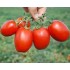 Томат Пьетра Росса F1(24 шт.)